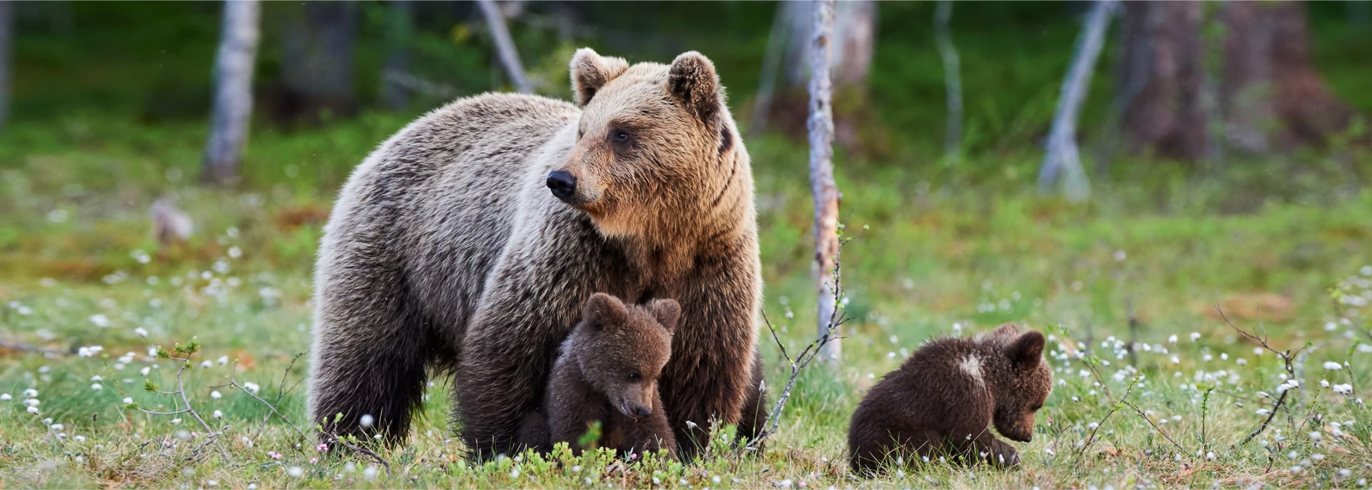 Bär, Björn, Schweden