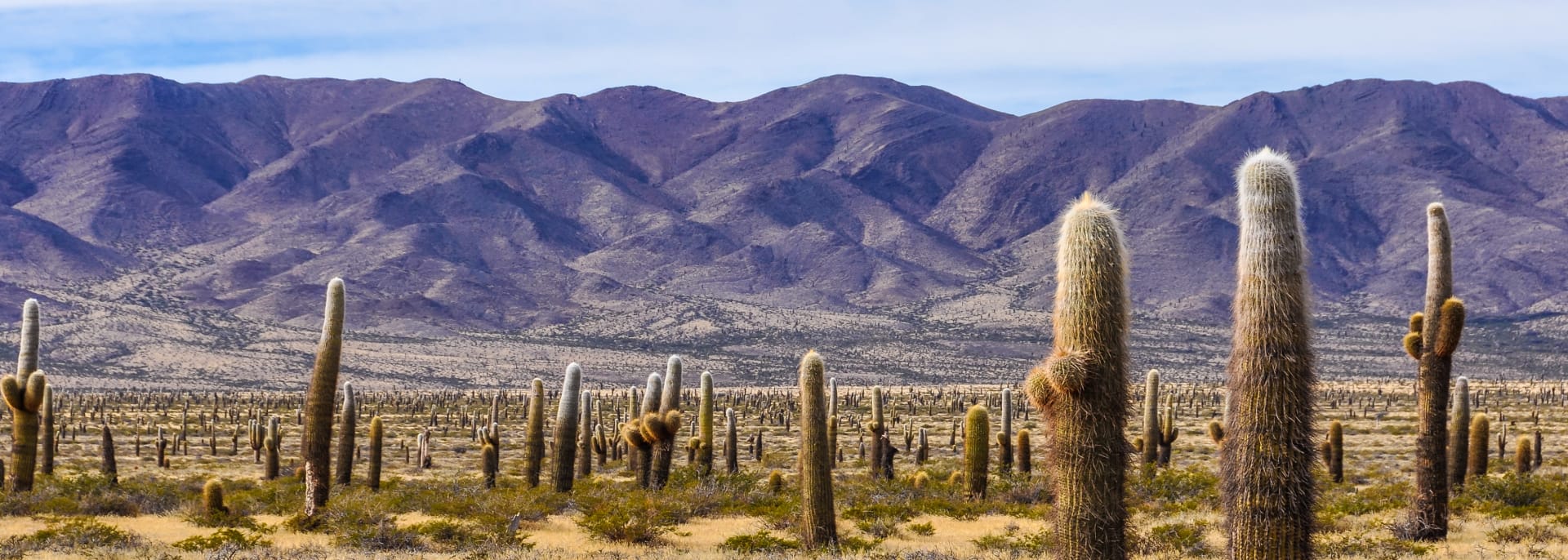 Los Cardones Nationalpark, Argentinien