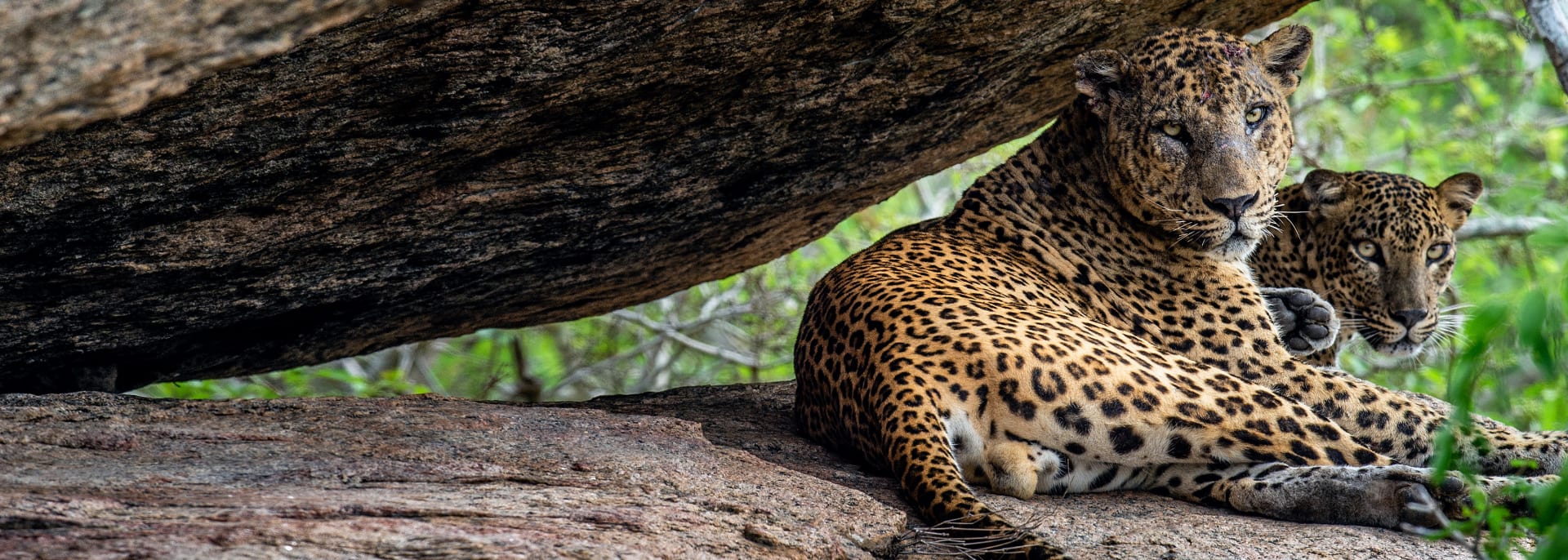 Jaguar, Wildlife, Brasilien Jaguar, Wildlife, Brasilien
