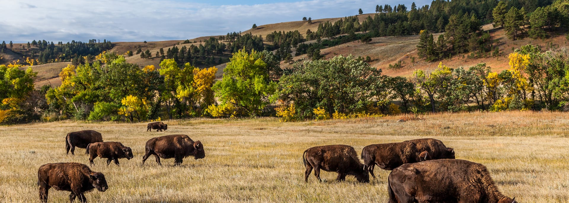 Custer State Park USA Custer State Park USA