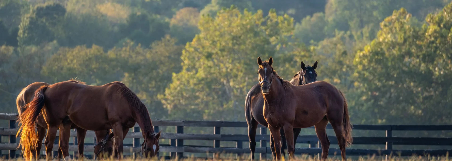 Kentucky, Südstaaten USA