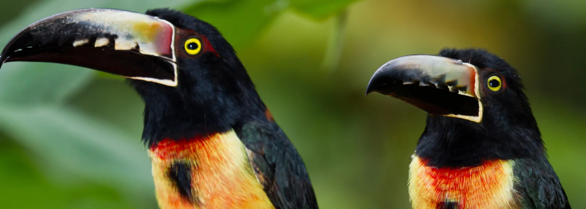 Toucan, Belize Toucan, Belize