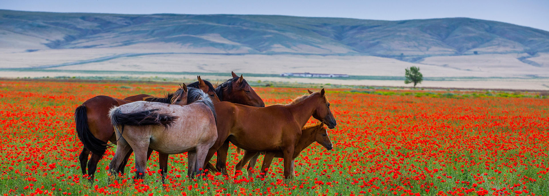 Wildpferde, Kasachstan Wildpferde, Kasachstan