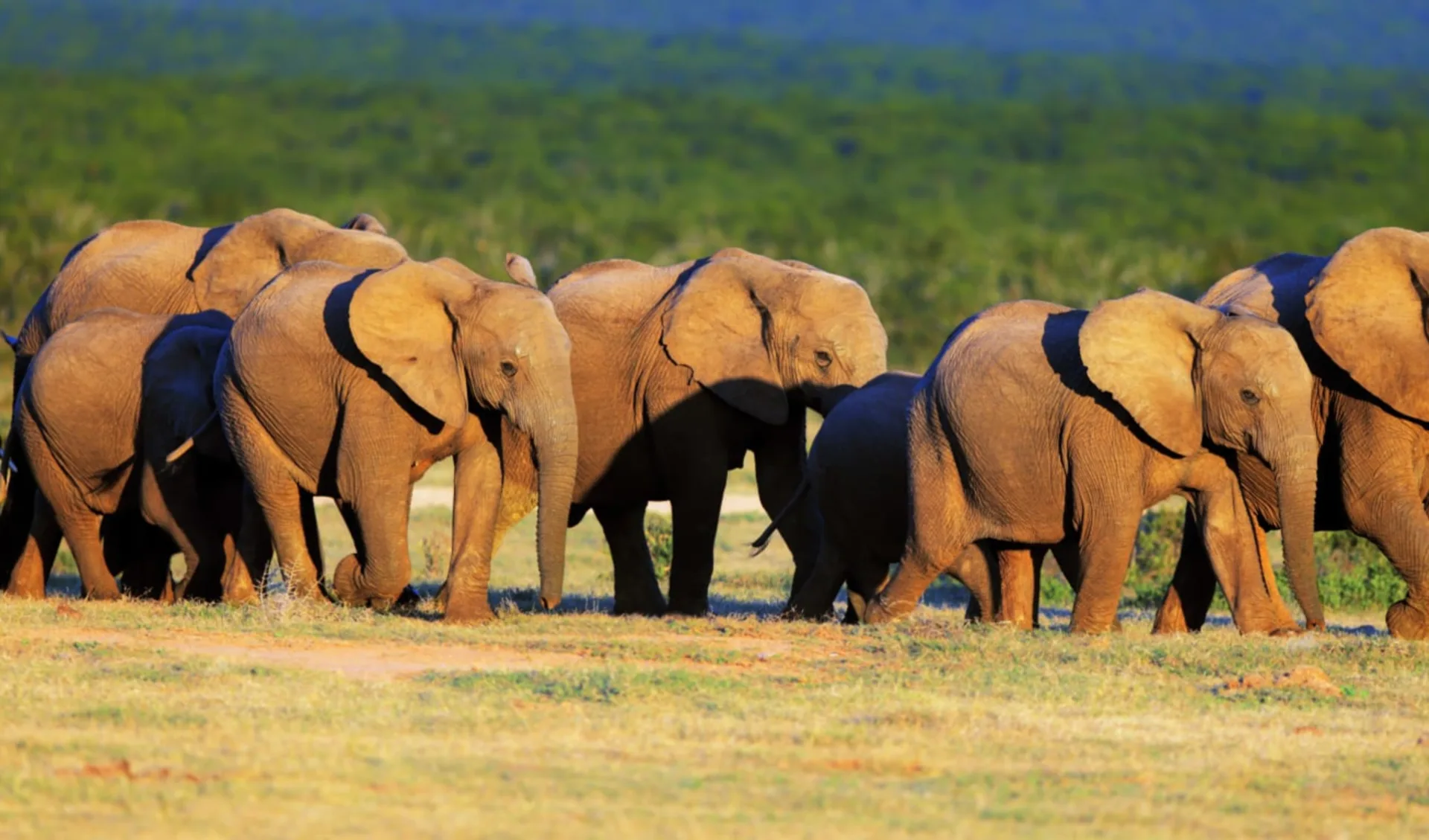 Südafrika für Familien ab Kapstadt: Südafrika - Garden Route - Addo Elephant Nationalpark Elephant Family