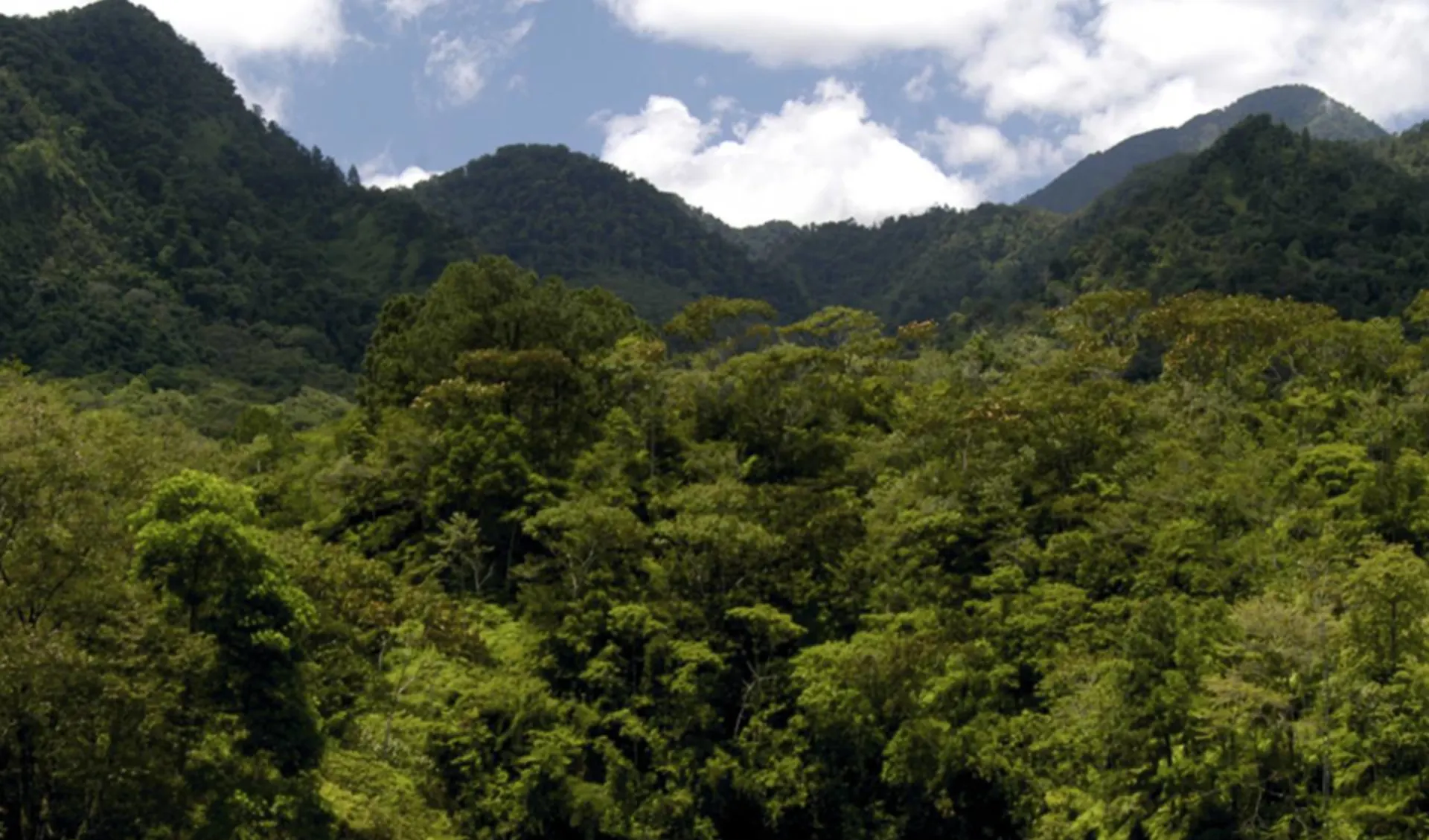 Privatreise Höhepunkte Honduras ab San Pedro Sula: Honduras - Dschungel