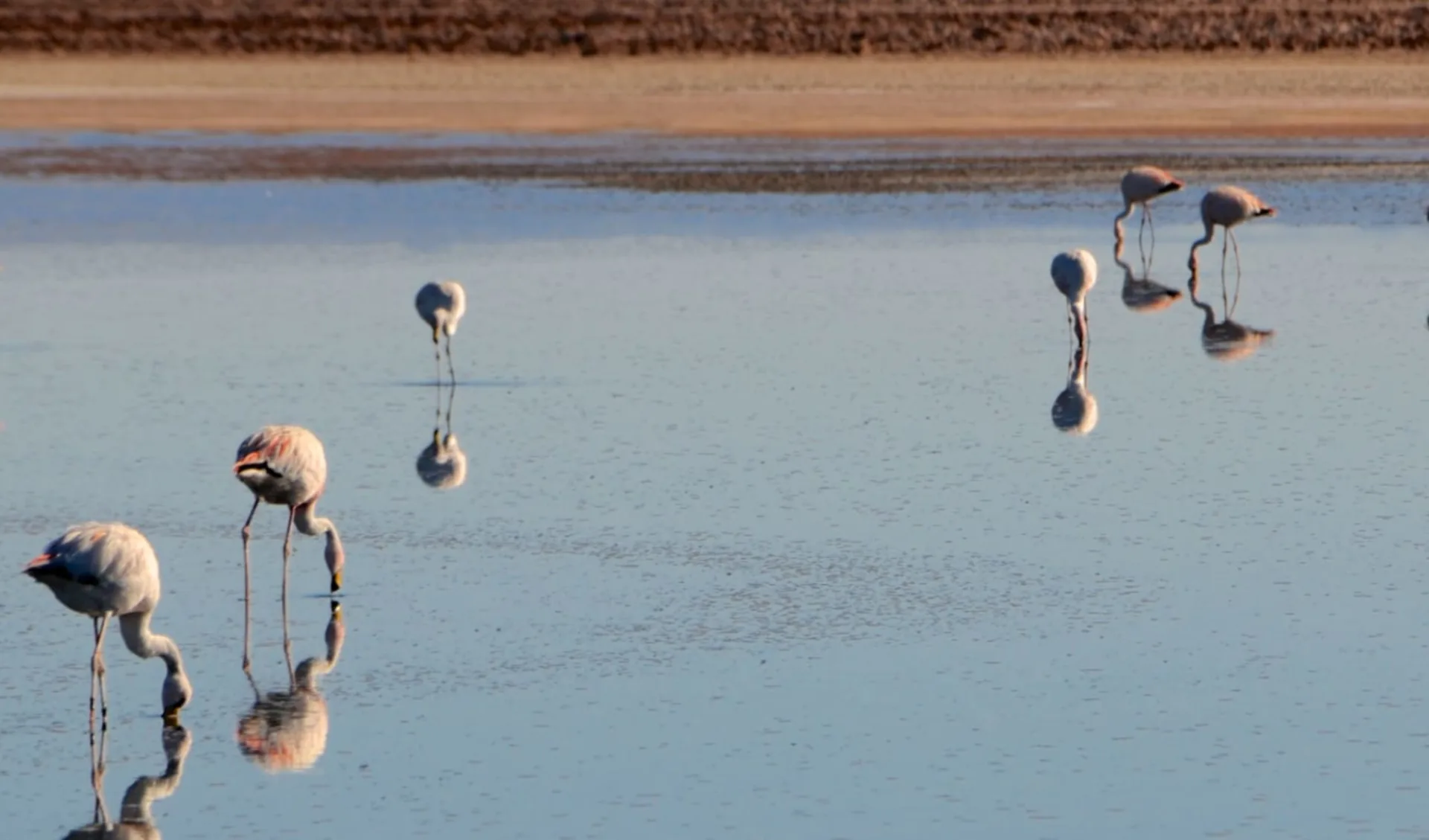 Zubucherreise Durch die Atacama Wüste nach Salta ab Calama: Chile - Atacama - Salar de Atacama Zubucherreise Durch die Atacama Wüste nach Salta ab Calama: Chile - Atacama - Salar de Atacama