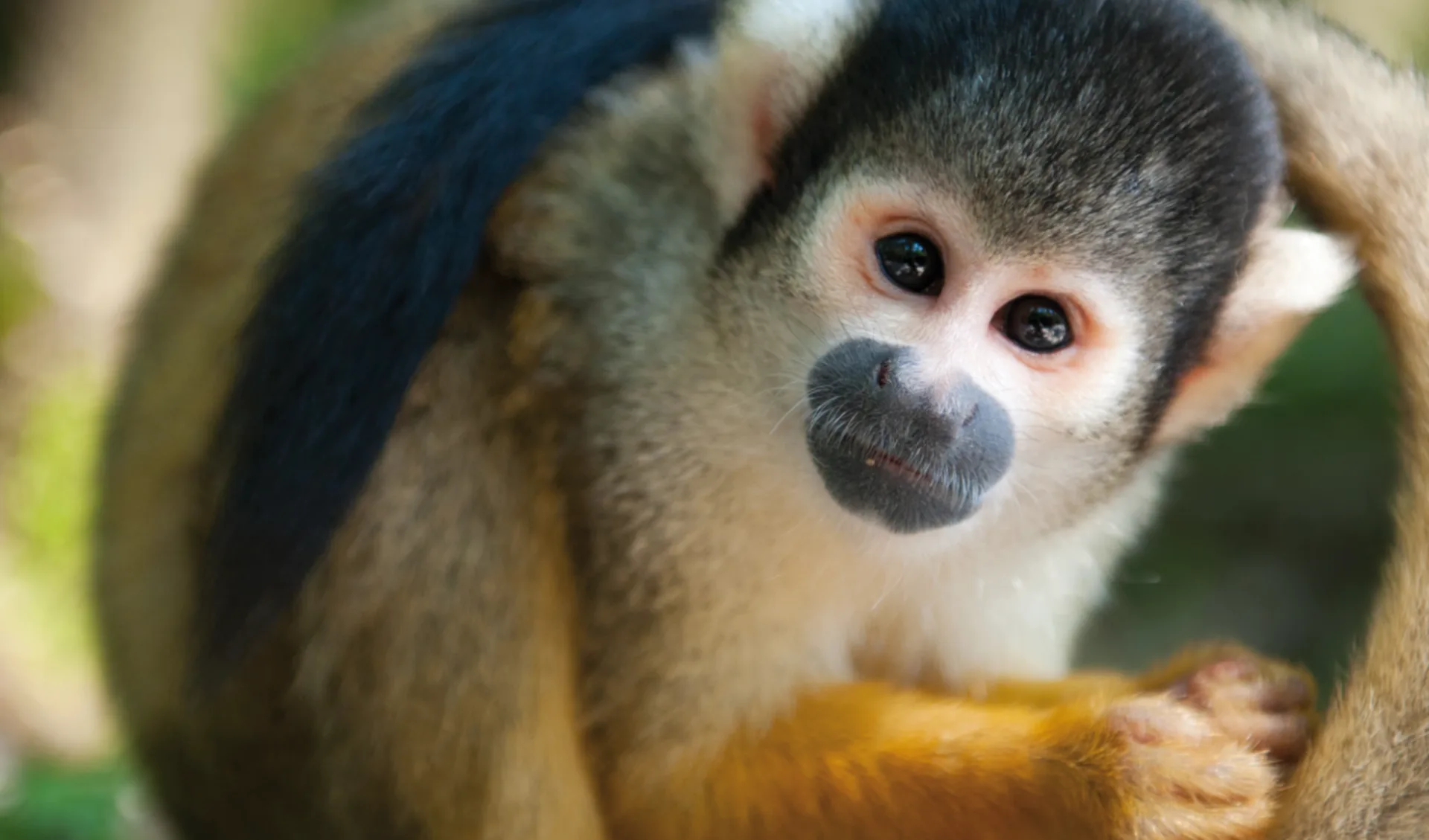 Pura Vida ab San José City: Costa Rica - Affe
