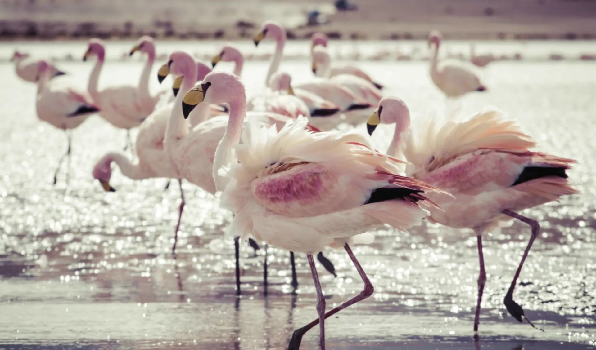 Privatreise Imperio Inca ab Lima: Lateinamerika - Flamingos
