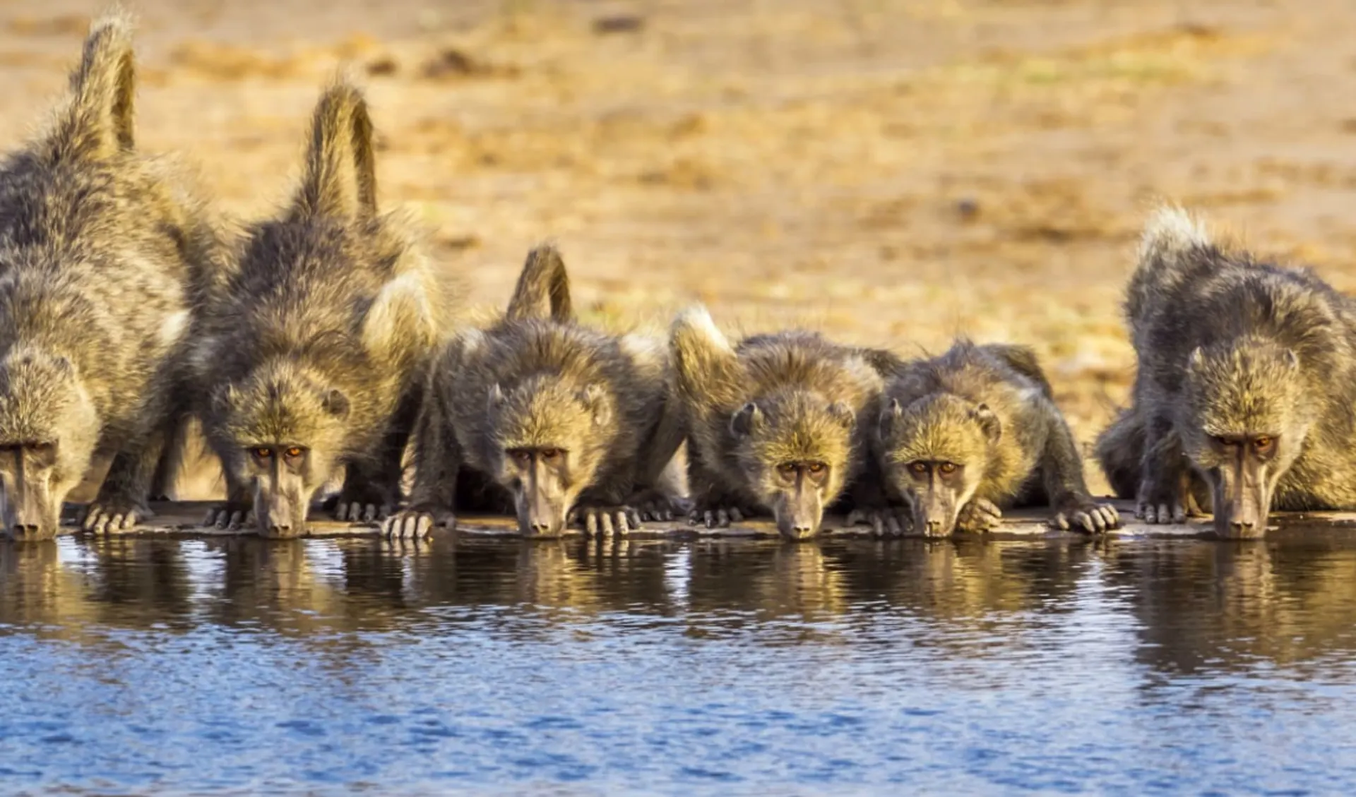 Abenteuer Safari ab Johannesburg: Krüger Nationalpark Abenteuer Safari ab Johannesburg: Krüger Nationalpark
