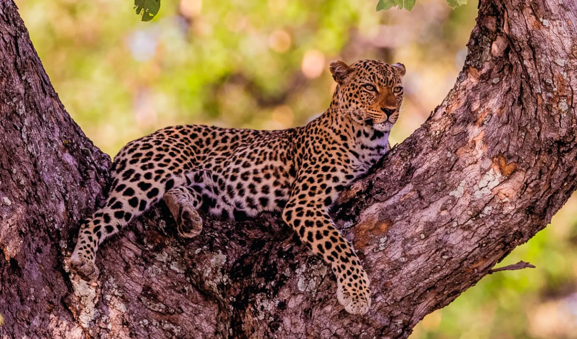 Die Wunder von Zambia und Malawi ab Lusaka: tier Leopard - Best of Zambia c