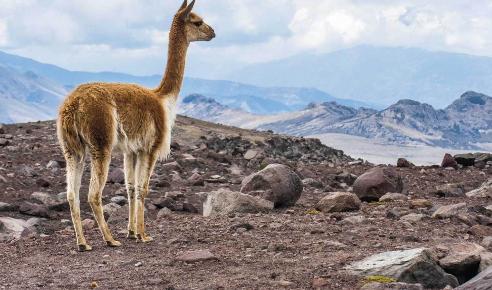 Zubucherreise Viva Chile ab Santiago de Chile: Lateinamerika - Anden - Vicuna