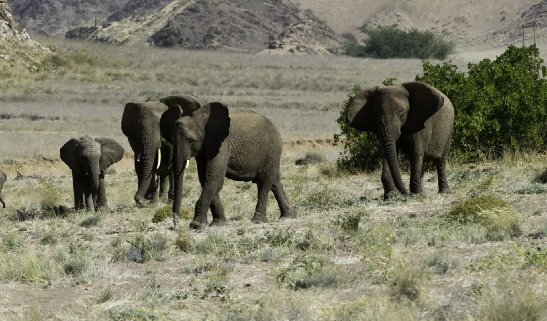 Doro Nawas in Damaraland: DoroNawas