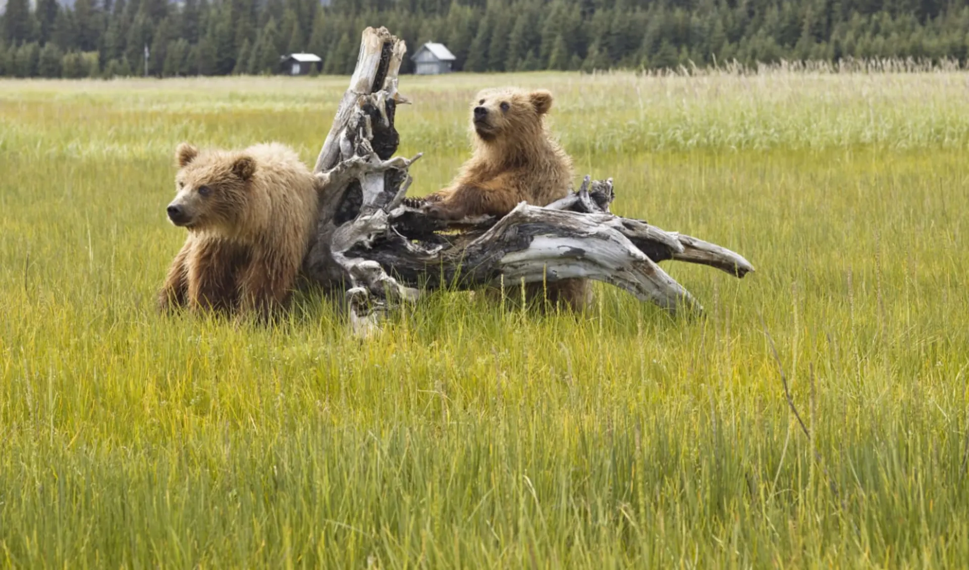 Alyeska - Ruf der Wildnis ab Whitehorse: Alaska - Denali NP - Zwei spielende Bären