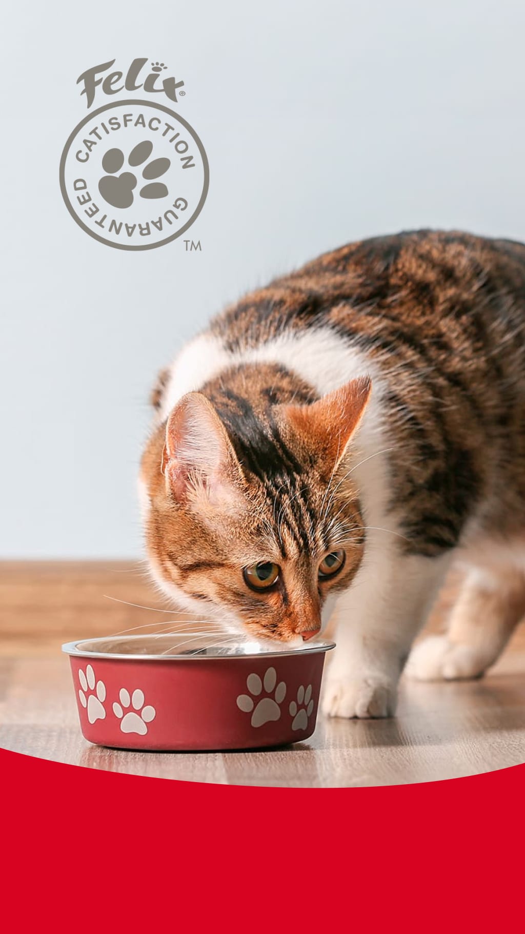 A cat approaching a bowl of catfood.