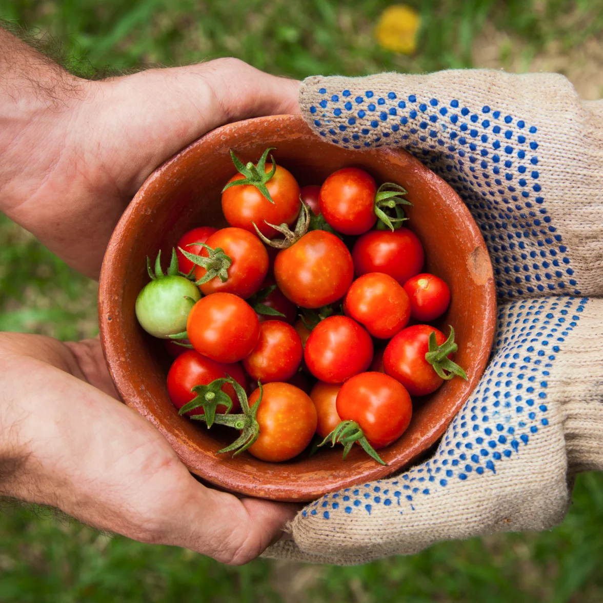 Nous sommes fiers des tomates et des ingrédients qui entrent dans la composition de chaque produit Heinz.