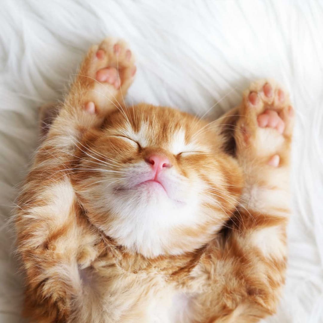 An orange kitten sleeping on its back with paws above its head.