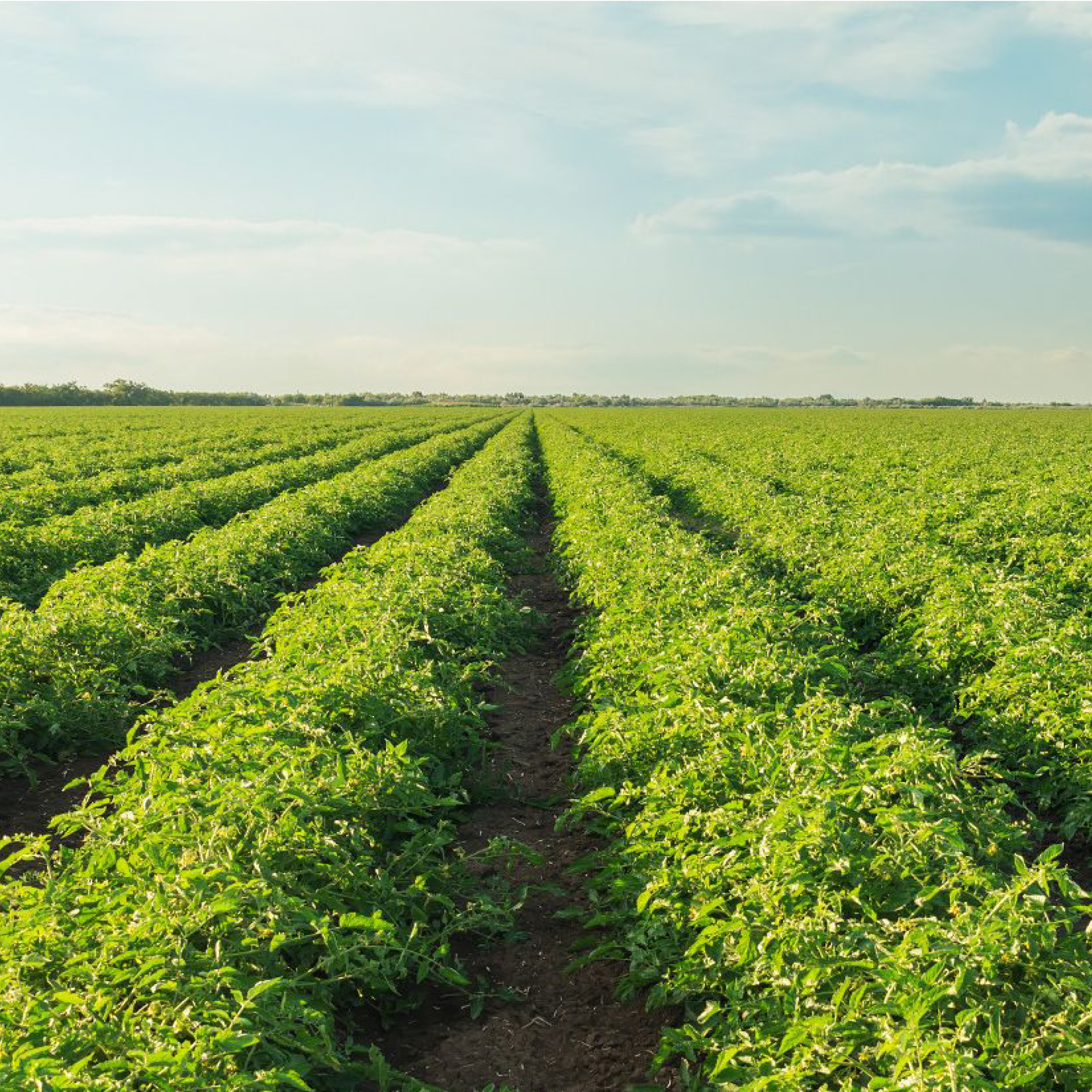 Rows of vibrant green tomato plants stretch out across a vast field, under a sky dotted with fluffy white and darker, dramati