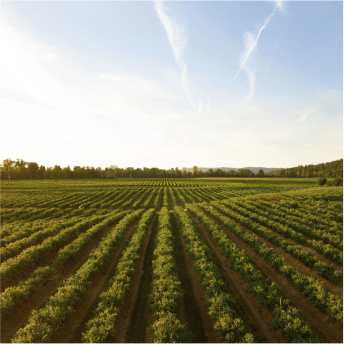 An aerial view of a large agricultural field with rows of green crops stretching towards the horizon. The crops are planted in neat, parallel lines, creating a visually striking pattern. Trees line the background, and a gentle slope leads to a wooded area in the distance. The soft light of either early morning or late afternoon casts a warm glow over the landscape. The sky is a mix of light blue and pale yellow near the horizon, with a few wispy clouds.