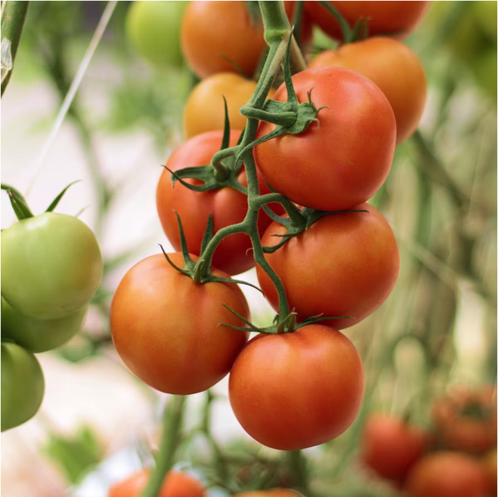 Un gros plan de tomates rouges et mûres sur la vigne, illustrant les ingrédients frais et de qualité qui entrent dans la comp