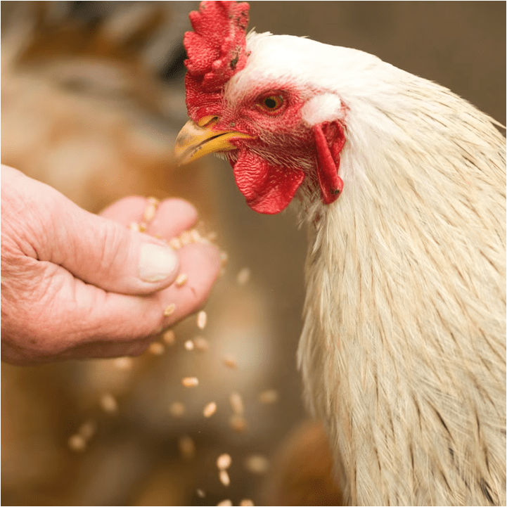 Image d'une main nourrissant un poulet