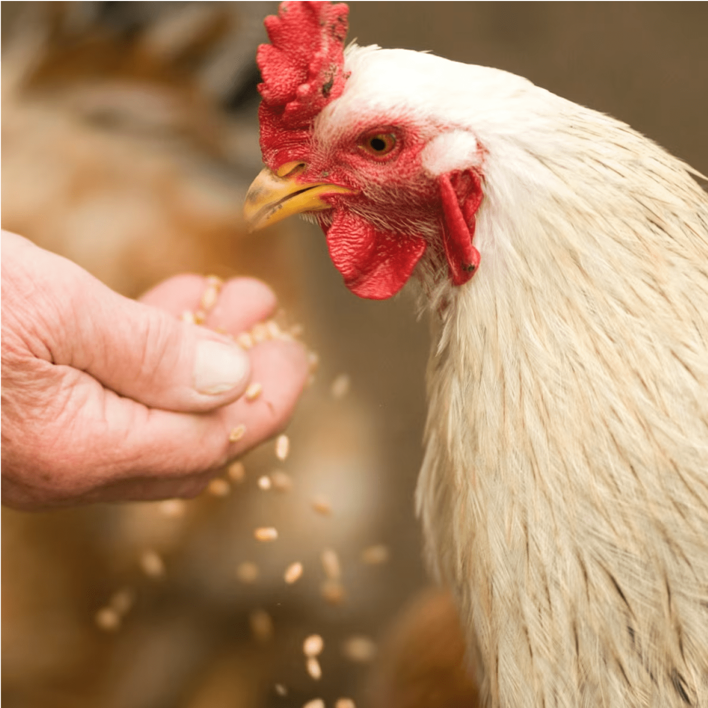 A white rooster with a bright red comb and wattle is being hand-fed grains. The rooster's beak is open as it pecks at the grains falling from a person's hand. The background is blurred, suggesting a farm setting.