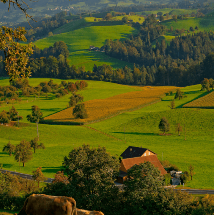Un paysage luxuriant et verdoyant représentant les terres agricoles où Heinz s'approvisionne en ingrédients de haute qualité.