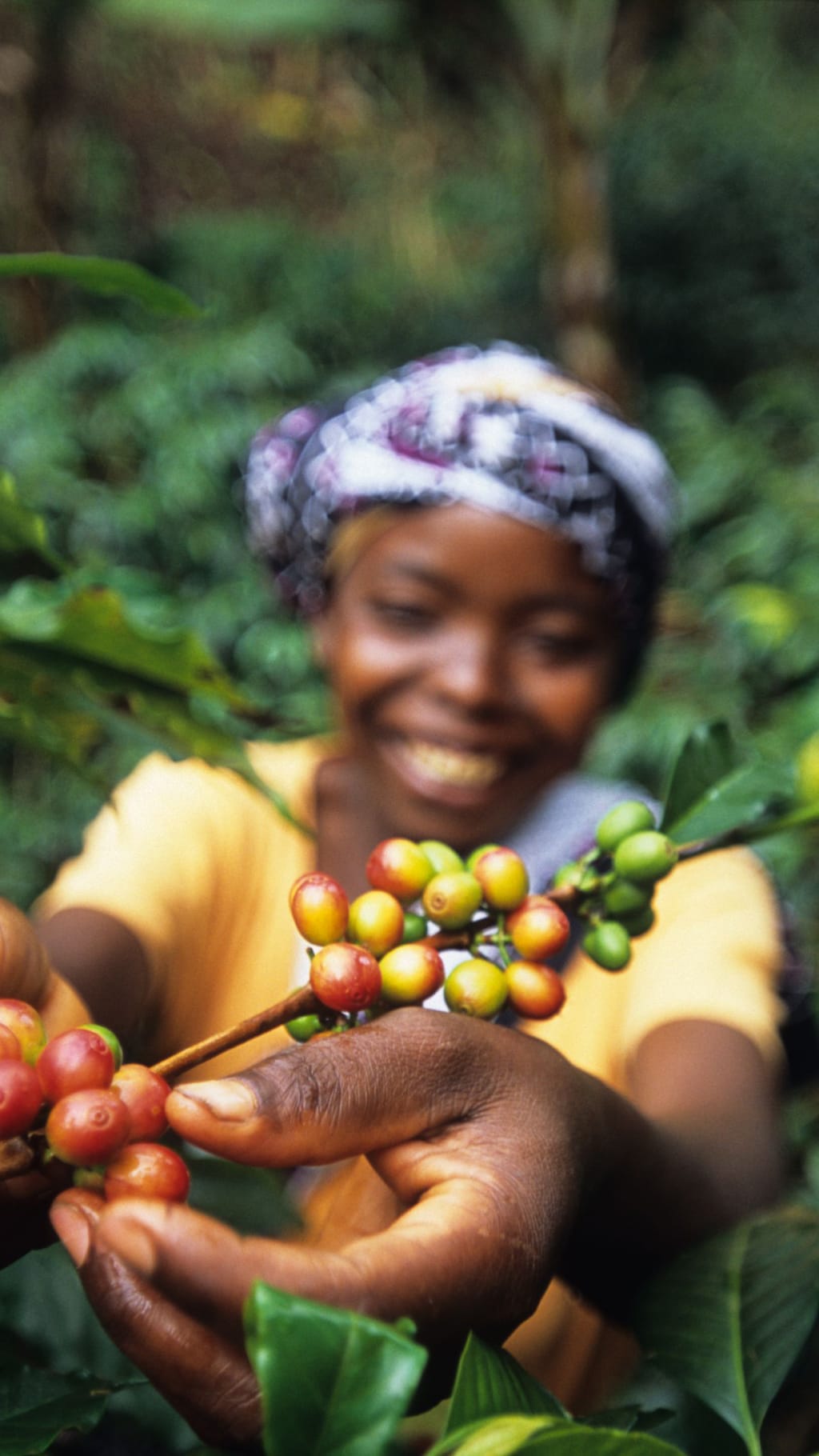 A close-up, highly detailed photograph of a woman carefully harvesting coffee beans from a lush green coffee plant. She wears