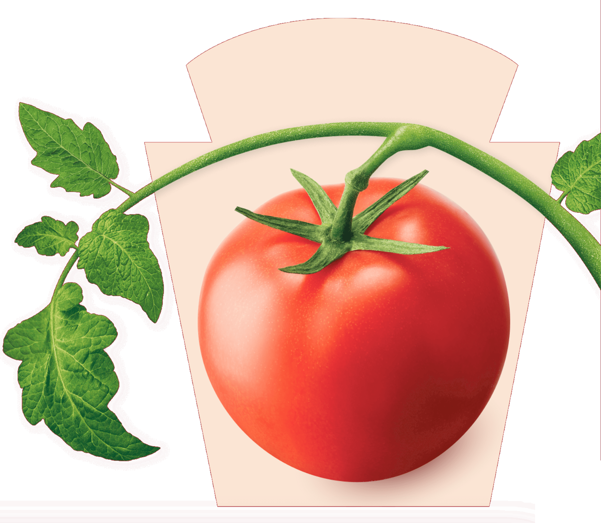 עגבניה אדומה, בשלה ועסיסית עם עלים ירוקים, מונחת חלקית על גבי לוגו הקשת האיקוני של Heinz. הרקע בצבע קרם בהיר, שמדגיש את האדום