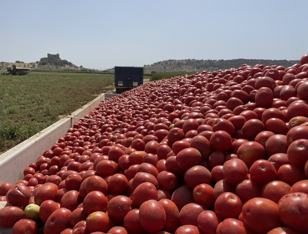 A large load of tomatoes with a building in the background.