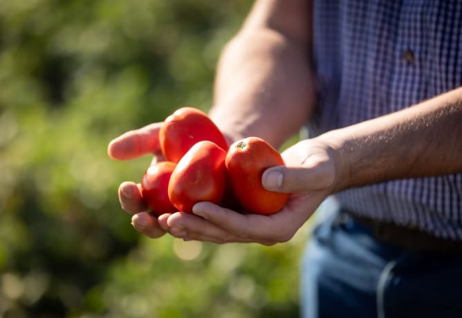 At Kraft Heinz Away From Home, we're committed to sourcing the finest quality ingredients. This image captures the essence of