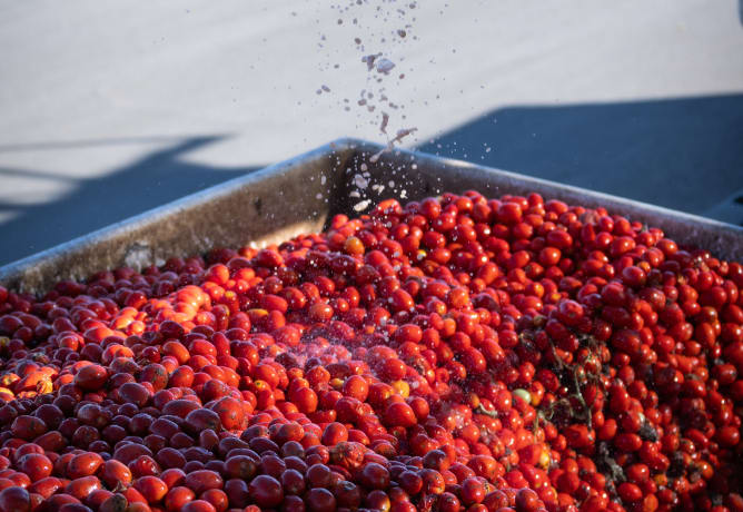 At Kraft Heinz Away From Home, quality is at the heart of everything we do. This image shows fresh tomatoes being thoroughly 