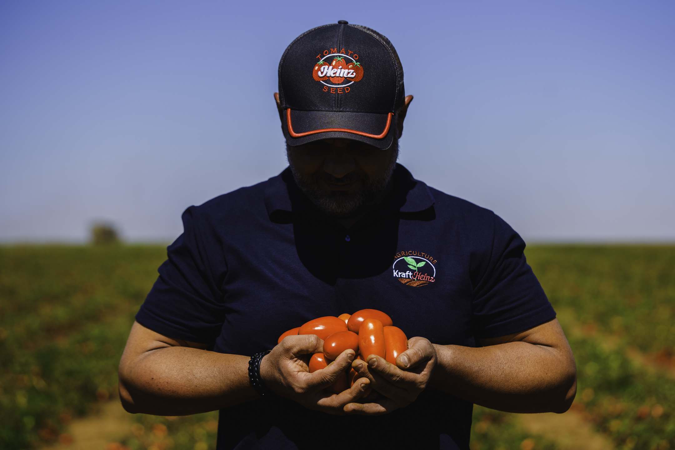 Fazendeiro segurando tomates frescos em um campo.