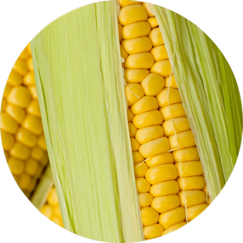 Close-up de uma espiga de milho fresca com a palha parcialmente descascada.