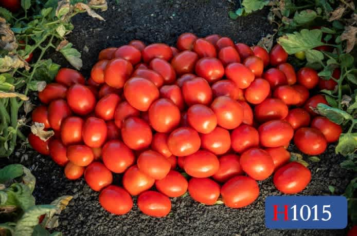 Red tomatoes