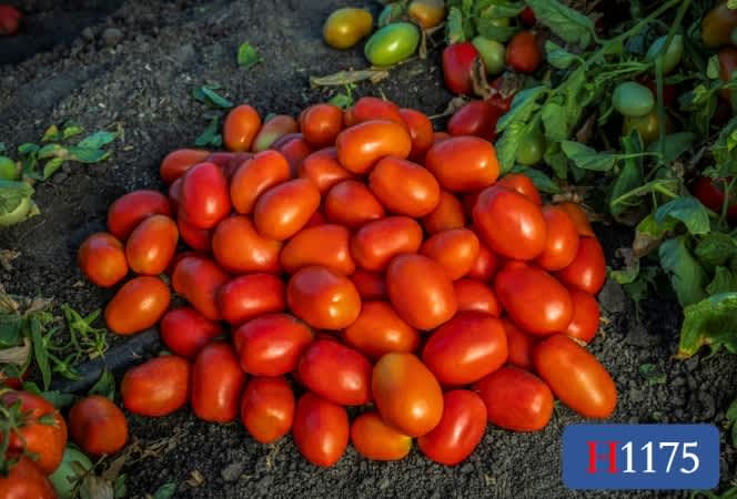 Red tomatoes