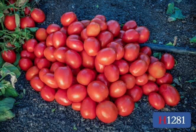 Red tomatoes