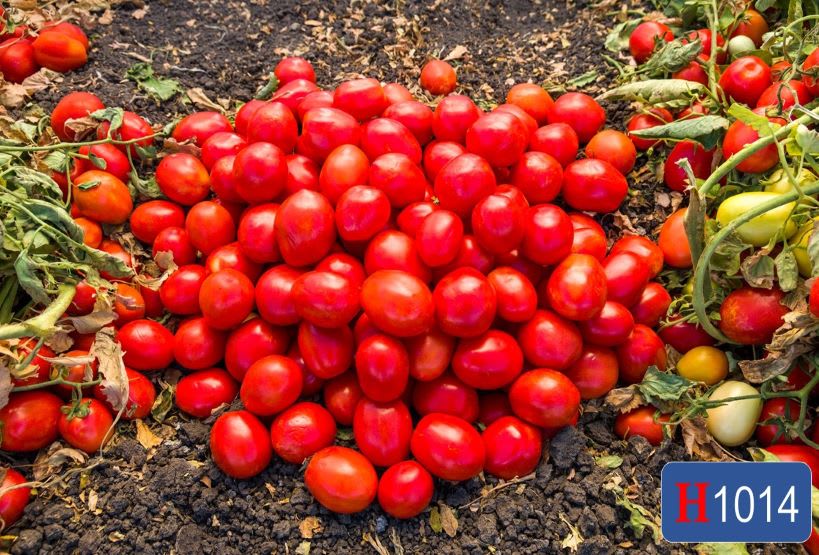 Red tomatoes