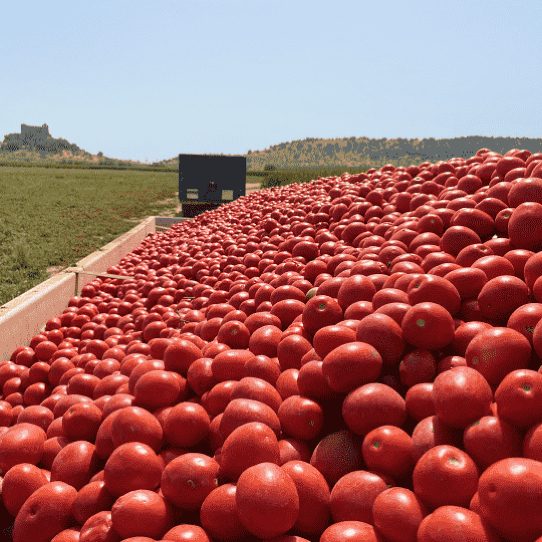 A large load of tomatoes with a building in the background.