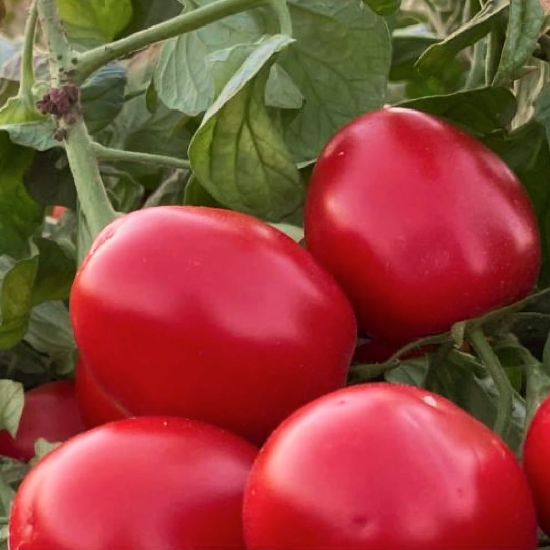 Close-up of red plum tomatoes on a plant.