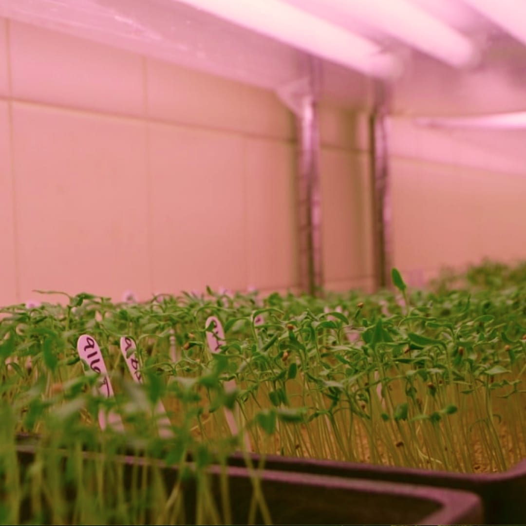 Indoor tray of seedlings under fluorescent lights, with labels.
