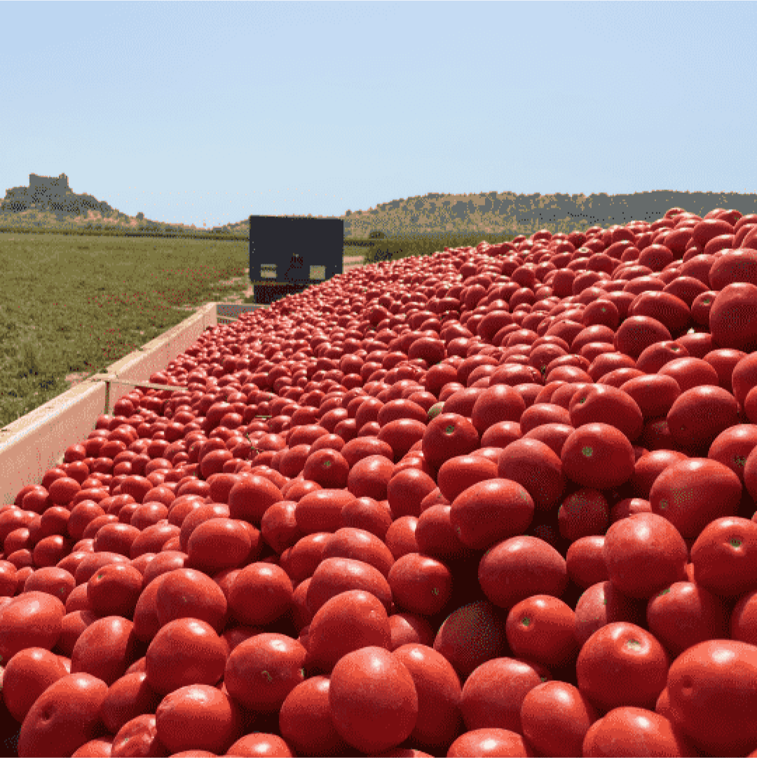 A large load of tomatoes in a truck, with a castle in the background.