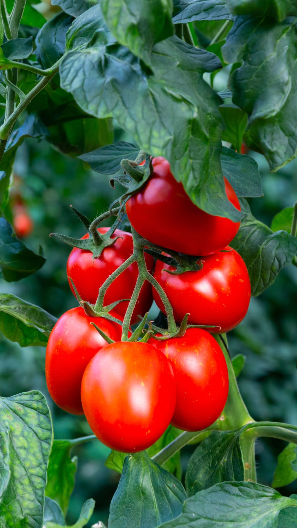 A bunch of red tomatoes on a plant.