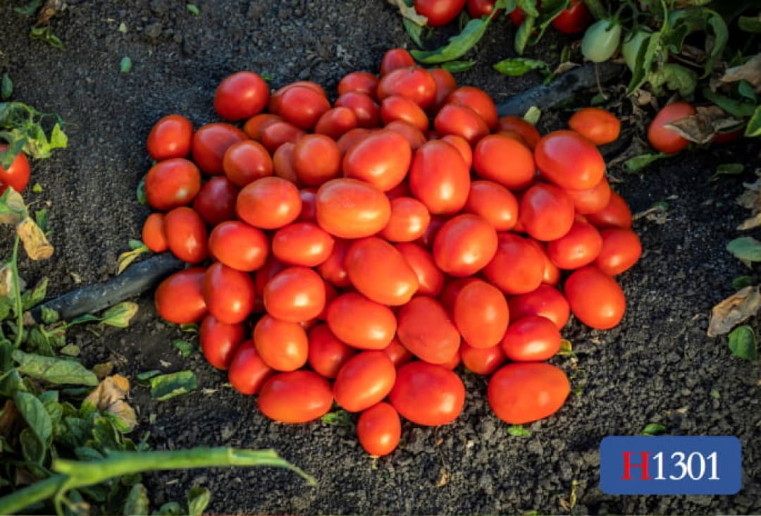 A pile of red tomatoes on the ground next to a drip hose.