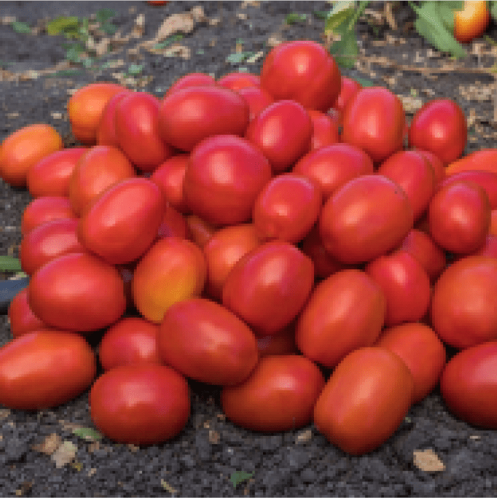 Image of a pile of red plum tomatoes.
