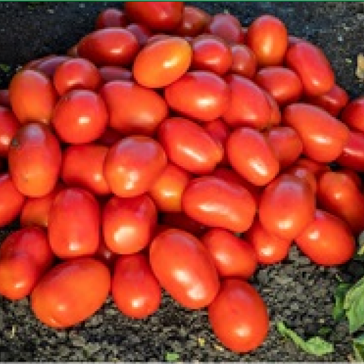 Image of a pile of Roma tomatoes.