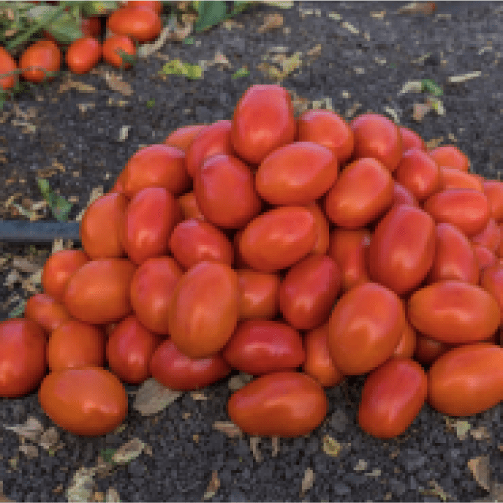 Image of a pile of Roma tomatoes.