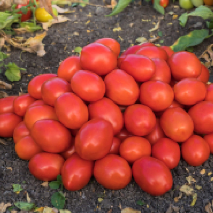 Pile of Roma tomatoes.