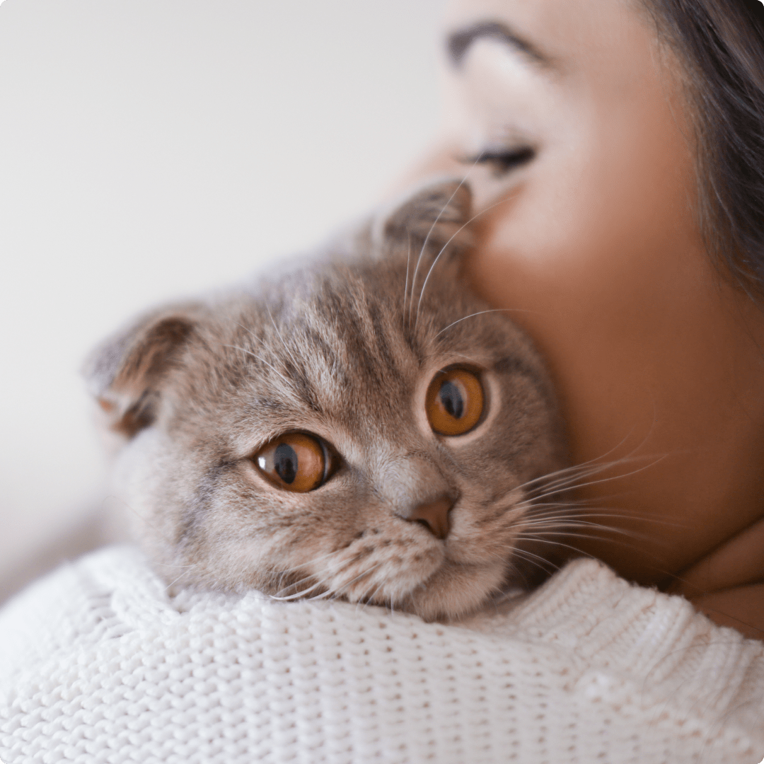 A grey cat resting its head against a woman's shoulder.