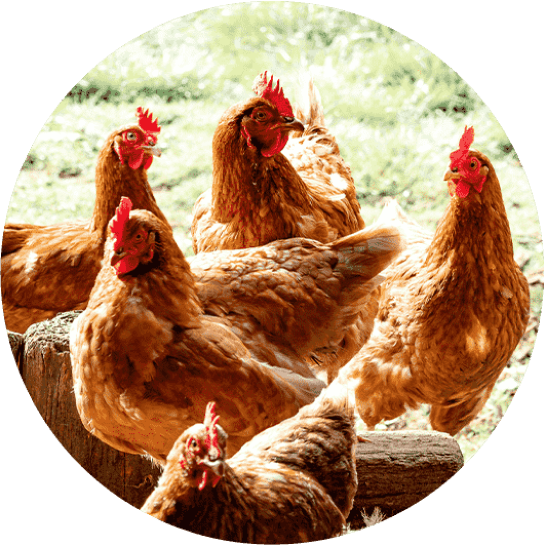 Un groupe de poulets bruns.