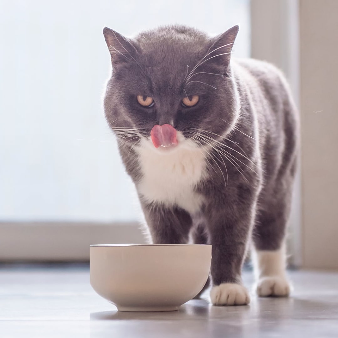 A cat standing over its food bowl, licking its lips.